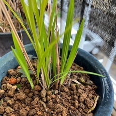 対馬寒蘭　ガーデニングの画像