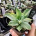 ランキングキーワードに紐づく投稿画像-多肉植物