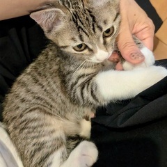 なんとか命救ってください！！草むらで過酷に生き延びたキジ白男の子...