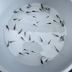 メダカ　AW03 幼魚20匹＋aの画像