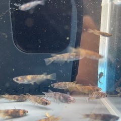 メダカ　AW03 幼魚20匹＋aの画像