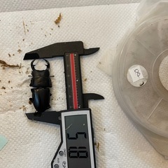 オオクワガタ⑦⑧⑨（R6.7.26割出し）越冬個体、未使用の画像