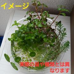 ウォーターコイン☆水草とメダカでワンコイン☆の画像
