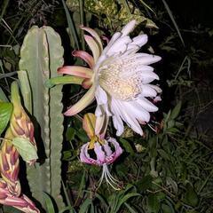 大好評の観葉植物、柱サボテンの画像
