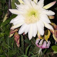 大好評の観葉植物、柱サボテンの画像