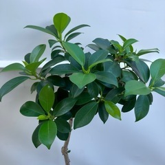 健康とたくさんの幸せ（花言葉）🌳小さいガジュマル品種の画像