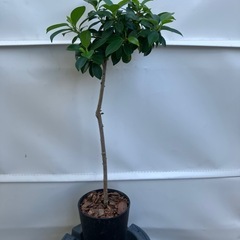 健康とたくさんの幸せ（花言葉）🌳小さいガジュマル品種の画像