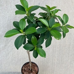健康とたくさんの幸せ（花言葉）🌳小さいガジュマル品種の画像