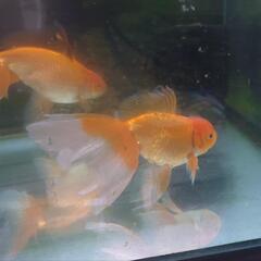金魚 薩摩 ジャンボ オランダ 明け3歳 4匹 約20センチ プラス1 ドラゴンスケール血統 1匹 きんぎょ メダカ 水草 水槽 ビオトープ 水草 の画像