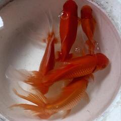 金魚 薩摩 ジャンボ オランダ 明け3歳 4匹 約20センチ プラス1 ドラゴンスケール血統 1匹 きんぎょ メダカ 水草 水槽 ビオトープ 水草 の画像