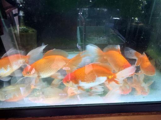 金魚 薩摩 ジャンボ オランダ 明け3歳 4匹 約20センチ プラス1