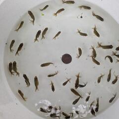 【金魚】らんちゅう幼魚５０匹🐢🌈＋おまけ匹の画像