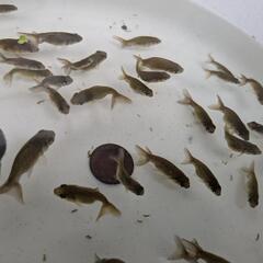 【金魚】らんちゅう幼魚５０匹🐢🌈＋おまけ匹の画像