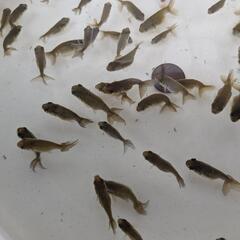 【金魚】らんちゅう幼魚５０匹🐢🌈＋おまけ匹の画像
