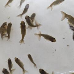 【金魚】らんちゅう幼魚５０匹🐢🌈＋おまけ匹の画像