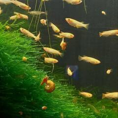 まつぞのメダカの輪
