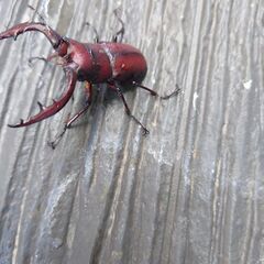 真っ赤ノコギリクワガタ オス２匹の画像