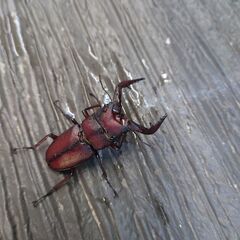 真っ赤ノコギリクワガタ オス２匹の画像