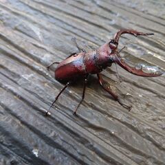真っ赤ノコギリクワガタ オス２匹の画像