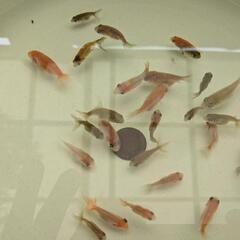【金魚】らんちゅう、江戸錦等の幼魚🌻３０匹＋おまけ匹✨【選別モレ】の画像