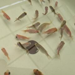 【金魚】らんちゅう、江戸錦等の幼魚🌻３０匹＋おまけ匹✨【選別モレ】の画像