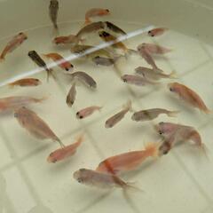 【金魚】らんちゅう、江戸錦等の幼魚🌻３０匹＋おまけ匹✨【選別モレ】の画像