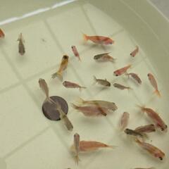 【金魚】らんちゅう、江戸錦等の幼魚🌻３０匹＋おまけ匹✨【選別モレ】の画像