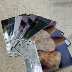 爬虫類&両生類　一番くじ　まとめ売りの画像