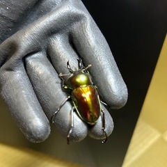 ニジイロクワガタ♂単①の画像