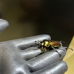 ニジイロクワガタ♂単①の画像