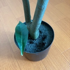 フェイクウッド(パキラ)(交渉中)の画像
