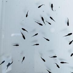 楊貴妃メダカ、オロチメダカ　幼魚サイズの画像