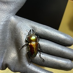 ニジイロクワガタ♂単②の画像