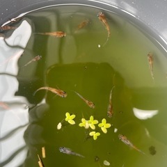 めだかメダカ針子30匹での画像