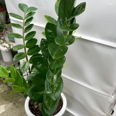 金運🌿ザミオクルカスの画像