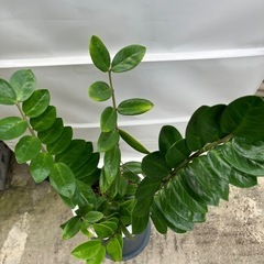 金運🌿ザミオクルカスの画像