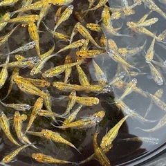 サボラメゴールド1ペア100円②の画像