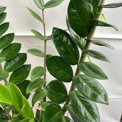 金運🌿ザミオクルカスの画像