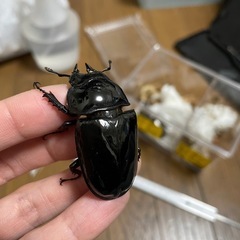 タランドゥスオオツヤクワガタペアの画像