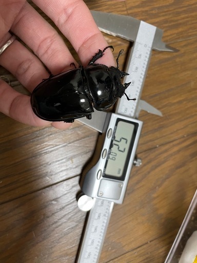タランドゥスオオツヤクワガタペア
