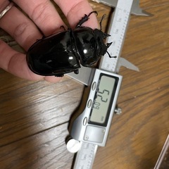 タランドゥスオオツヤクワガタペアの画像