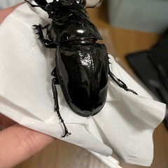 タランドゥスオオツヤクワガタペアの画像