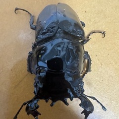 タランドゥスオオツヤクワガタの画像