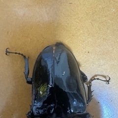 タランドゥスオオツヤクワガタの画像