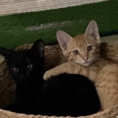 お外の子達です🐈‍⬛