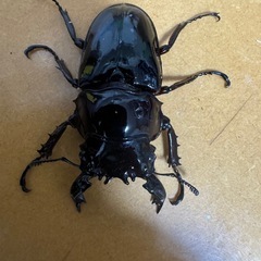 タランドゥスオオツヤクワガタの画像