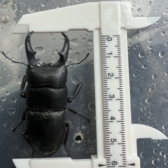 熊本県産天然個体ヒラタ60ミリと59ミリの画像