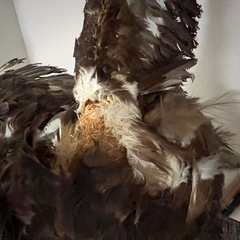 タカの剥製の画像
