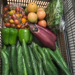 朝一収穫した傷物🍅と🫑と🥒と🍆と🌿