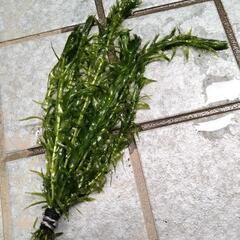 水草付きメダカ(オロチ)の画像